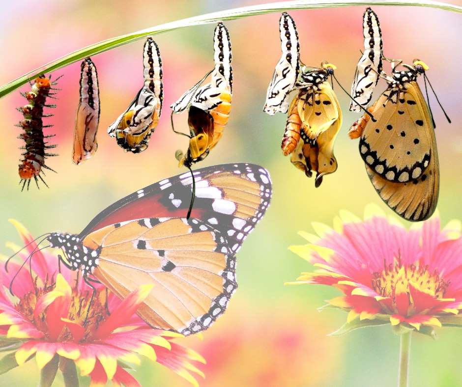 5 Butterflies Fun Facts That You May Not Know